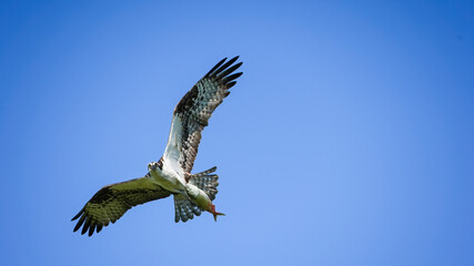 Osprey flying with fish against blue sky