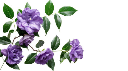 Purple Flower With Green Leaves on transparent  background