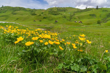 yellow marsh marigolds in the high moor of Alluvial field in Arlberg, with spruce forest and mountains in the background, beautiful blooming yellow flower