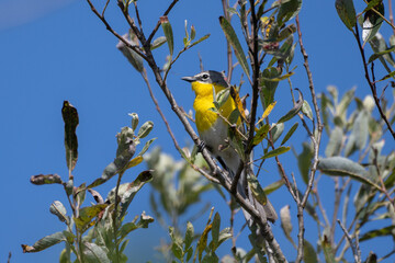 Small and adorable female Common Yellowthroat bird is perched up high in the tree hidden by the leaves