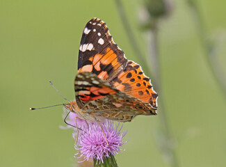 vanessa del cardo (Vanessa cardui) su un cardo fiorito