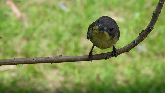 bird, suit bird, video of a suit bird perched on a wooden branch
