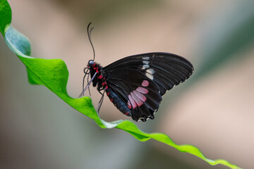 MOTYL © grzegorzszefer