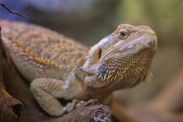 gekko