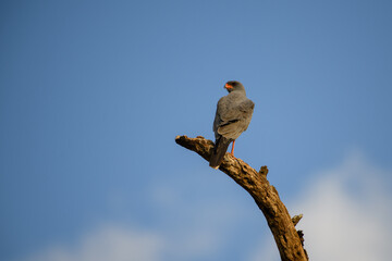 dark Chanting-Goshawk on a branch