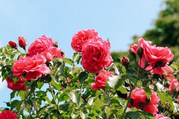 pink peony climbing rose bush close-up in botanical garden, rose background