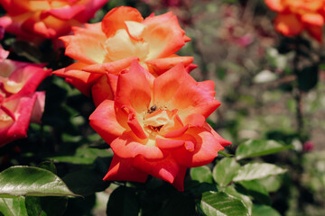 bush yellow and red rose petals close-up in botanical garden, rose background