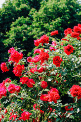 Fototapeta premium red climbing rose bush close-up in botanical garden, rose background
