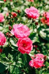 pink climbing rose bush close-up in botanical garden, rose background