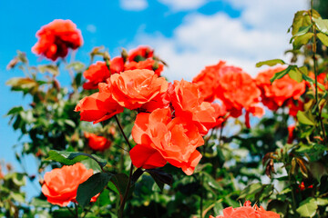 Naklejka premium orange peony climbing rose bush close-up in botanical garden, rose background