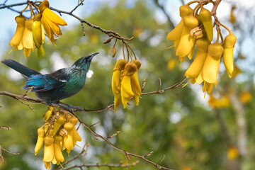 New Zealand native bird Tui is sitting on the branch of kowhai tree