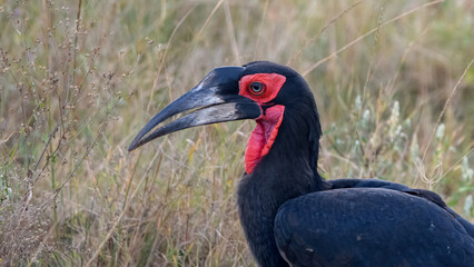 Fototapeta premium Southern Ground-Hornbill
