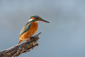 bird, eisvogel, wild lebende tiere, natur, blau, tier, 