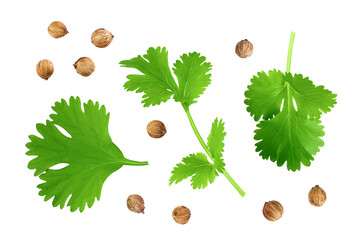 Coriander leaf and seeds isolated on white background. Top view. Flat lay