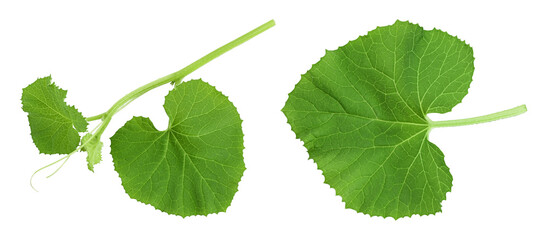 Melon leaf isolated on white background with full depth of field