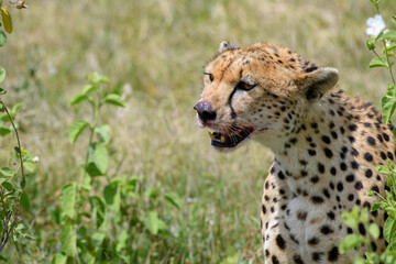 cheetah in serengeti