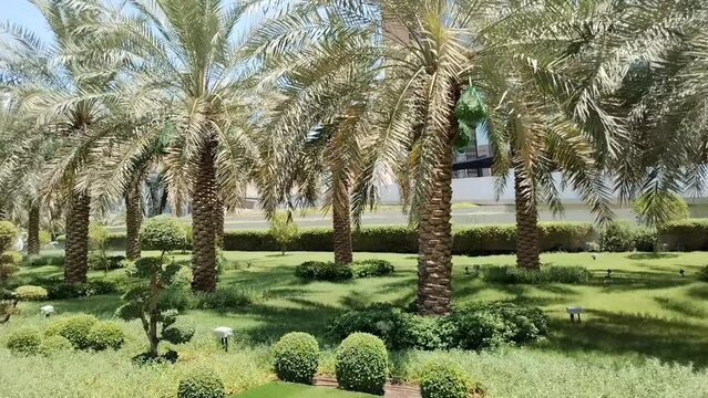 trees in the garden