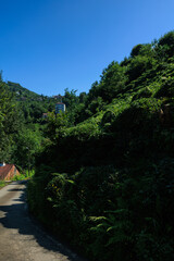 view from the mountain to the valley and tea plantations, in Turkey