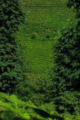 view from the mountain to the valley and tea plantations, in Turkey