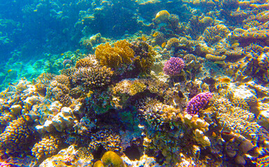 coral reef with fish for banner background. underwater world of the red sea in sahl hishish for background