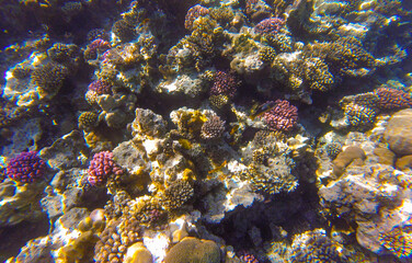coral reef with fish for banner background. underwater world of the red sea in sahl hishish for background