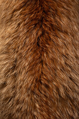 fur of fox close up
