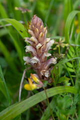Close up of a common broomrape (orobanche minor) plant in bloom
