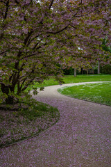 Blooming tree in garden in Bad Pyrmont , Germany