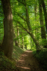 Obraz premium green forest in the sunshine