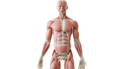 Human Muscular System Model on transparent background