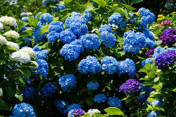 響山のアジサイ7