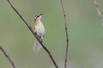 papa-moscas-do-campo (Culicivora caudacuta) 