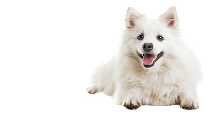Obraz premium American Eskimo Dog on transparent background