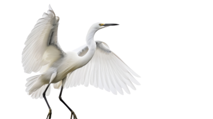 Graceful Snowy Egret on transparent background