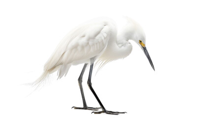 Fototapeta premium Graceful Snowy Egret on transparent background