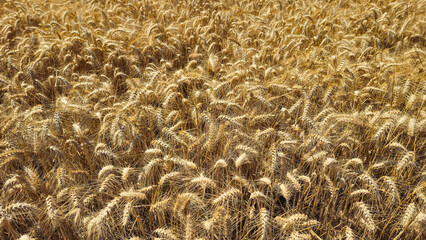 Golden field with ripe rye before harvest, close-up natural background