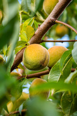 fresh and juicy peach ripening on a peach tree branch