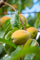 fresh and juicy peach ripening on a peach tree branch