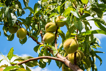 fresh and juicy peach ripening on a peach tree branch
