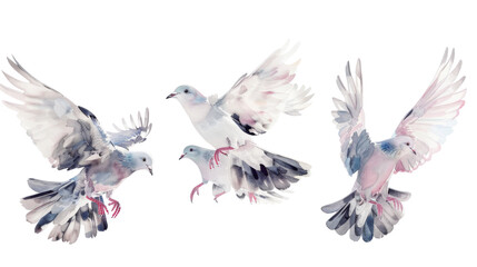 Birds pigeon formation of pigeons many transparent background © Michael