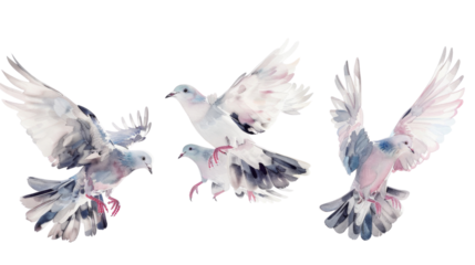 Birds pigeon formation of pigeons many transparent background