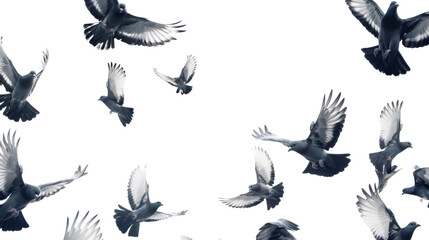 Obraz premium Birds pigeon formation of pigeons many transparent background