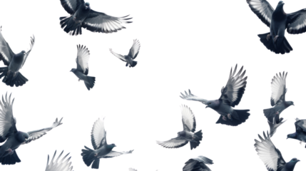 Birds pigeon formation of pigeons many transparent background