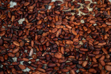closeup of roasted cacao beans, prepared for artisanal chocolate making in Ecuador. highlights the...