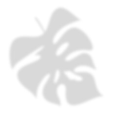 blurred shadow of a tropical monstera leaf. on transparent, png,