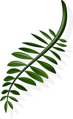 coconut leaf with shadow. Assorted tropical leaves for summer decor, sales, invitations, banners, flyers.