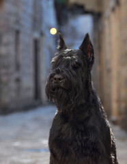A thoughtful black Schnauzer gazes into the distance, its expressive eyes and beard giving it a...