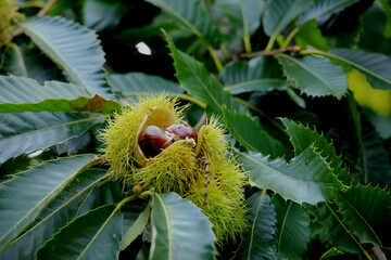 Sweet Chestnuts on a tree