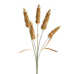 wheat ears isolated on white background