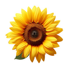 Fototapeta premium sunflower isolated on white background